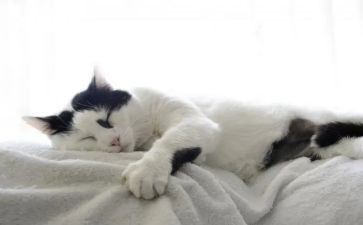 猫的健康教案通用7篇