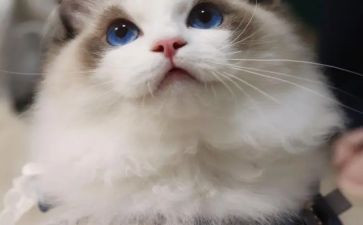看功夫熊猫的观后感模板8篇
