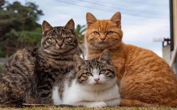 我家的小猫作文600字5篇