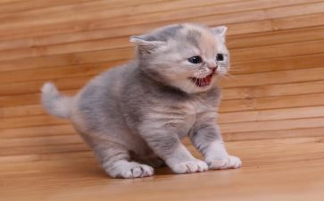 英语写熊猫的作文参考8篇