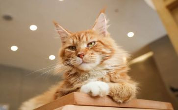 朝花夕拾猫鼠读后感8篇