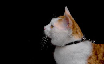 狼和猫的故事读后感精选7篇