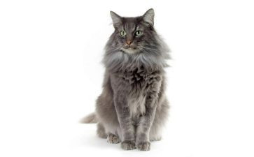 老家的猫作文450字5篇