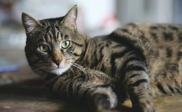 猫和鼠的读后感300字优秀7篇