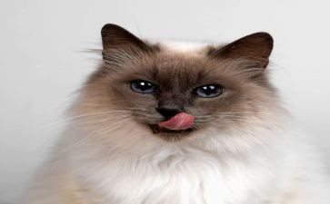 方案猫活动策划推荐6篇