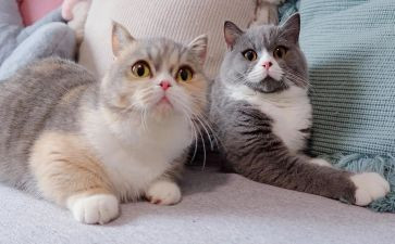 功夫熊猫2观后感优秀5篇
