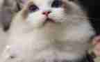 看功夫熊猫的观后感模板8篇
