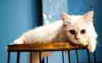 《狗.猫.鼠》读后感6篇