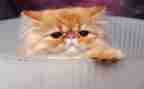 写国宝熊猫的作文5篇