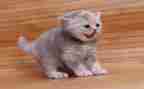 猫的健康教案优秀5篇