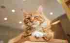 熊猫作文100字8篇