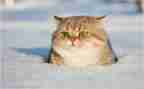 小班喂小猫教案通用8篇