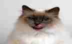 写我的猫的作文模板7篇