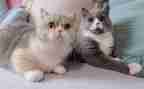 我的猫的作文600字参考6篇