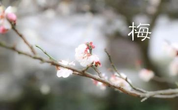 我的梅老师作文最新5篇