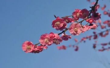 张桂梅事迹教师心得8篇