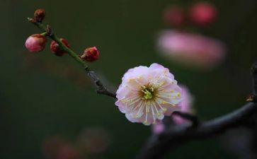 小班梅花画教案5篇