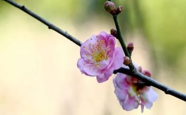 梅花魂作文推荐7篇