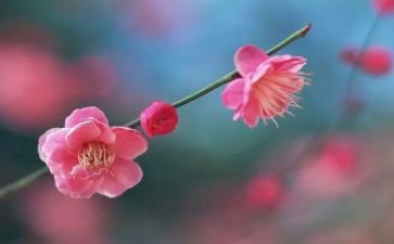 《梅花魂》的作文5篇