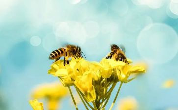 14《蜜蜂》教案最新8篇