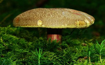 折蘑菇教案6篇