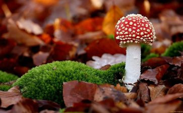 画蘑菇教案5篇
