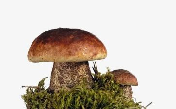 写蘑菇的作文5篇