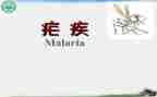 2024年疟疾活动总结6篇
