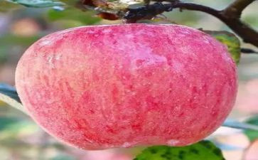 苹果红教案参考6篇