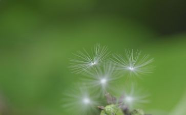 蒲公英的约定作文优质8篇