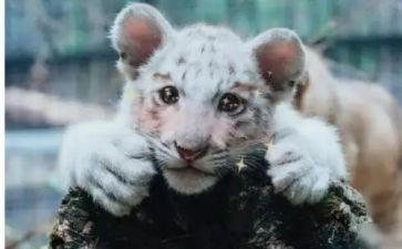 对军训期待的作文精选7篇