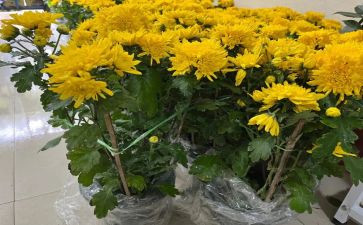 清明节上坟作文5篇