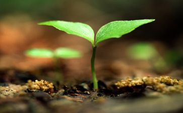 《生命生命》的读后感精选8篇