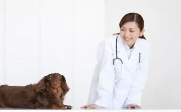 兽医师述职报告范文模板7篇