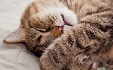 健康睡眠班会教案7篇