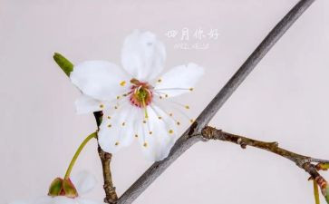 幼儿园四月八活动方案7篇