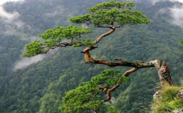 松鼠教案教案模板7篇
