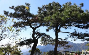 数松鼠教案模板7篇