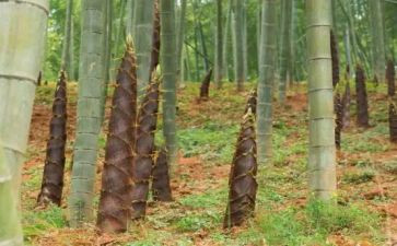 小班笋的教案6篇
