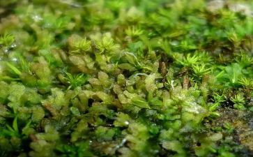 苔丝读后感优质5篇