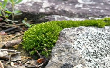 苔作文模板7篇