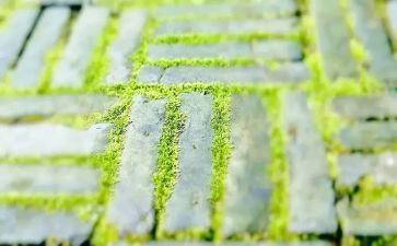 苔作文500字推荐8篇