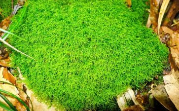 苔作文优秀6篇