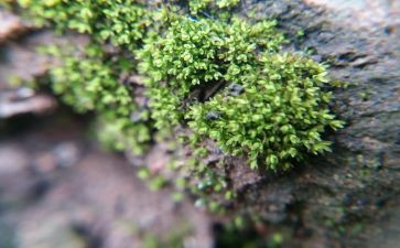 苔作文500字精选6篇