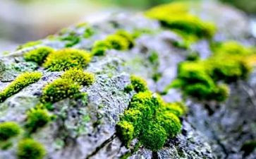 苔作文400字优质8篇