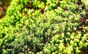 苔作文400字推荐5篇