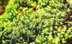 苔作文400字推荐5篇