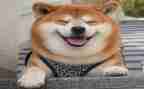 小学生作文笑500字优秀8篇