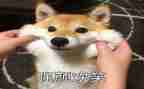 对生活微笑作文模板6篇