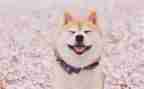 小学生作文笑500字优质6篇